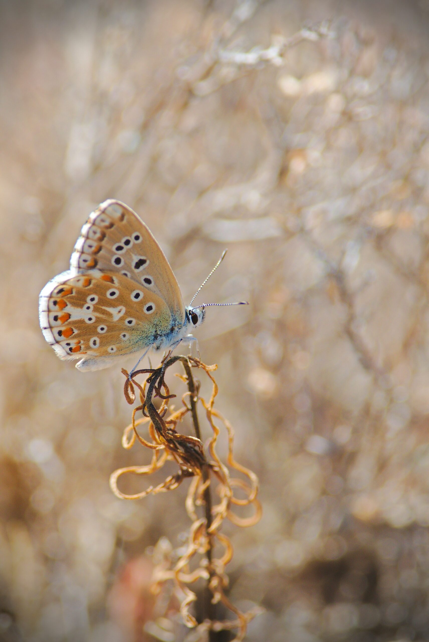 thierry-chabot-2CubIH6NMEo-unsplash