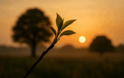 Pourquoi faire une constellation familiale ?