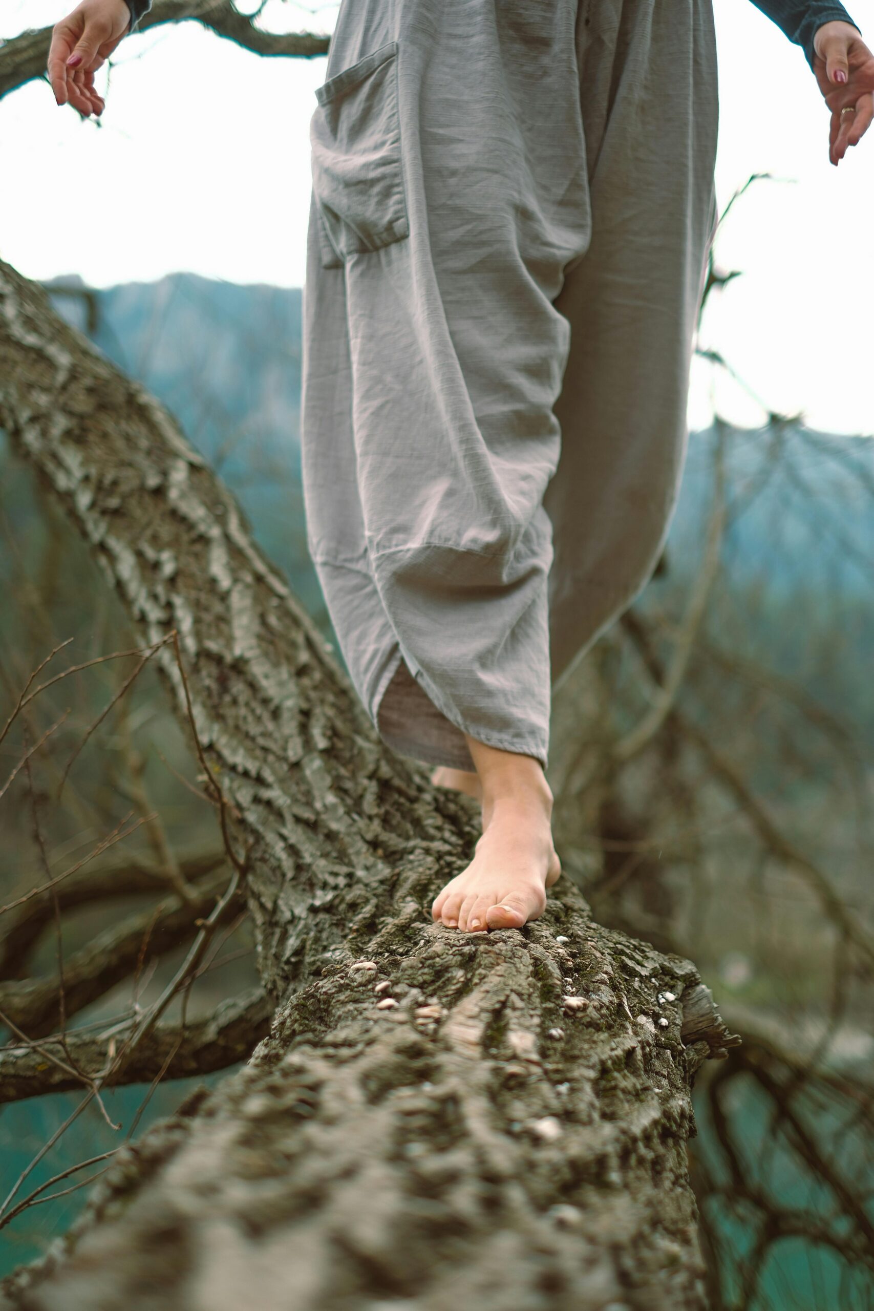 Jeune branche verte éclairée par le soleil couchant, symbolisant l’émergence, le mouvement intérieur et la transformation apportée par les constellations familiales.