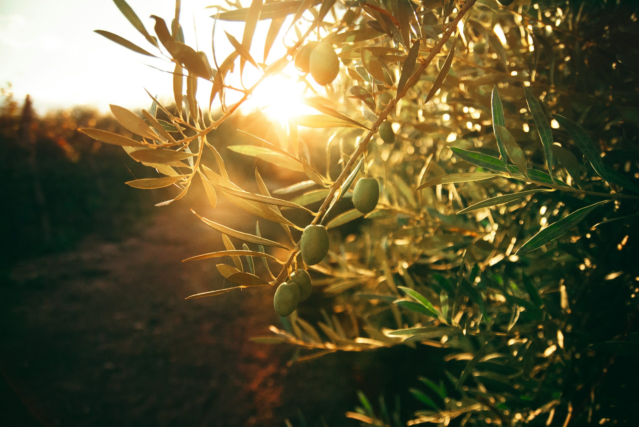 Jeune branche verte éclairée par le soleil couchant, symbolisant l’émergence, le mouvement intérieur et la transformation apportée par les constellations familiales.